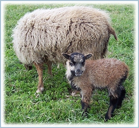 H & K FARMS