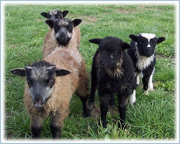H & K FARMS